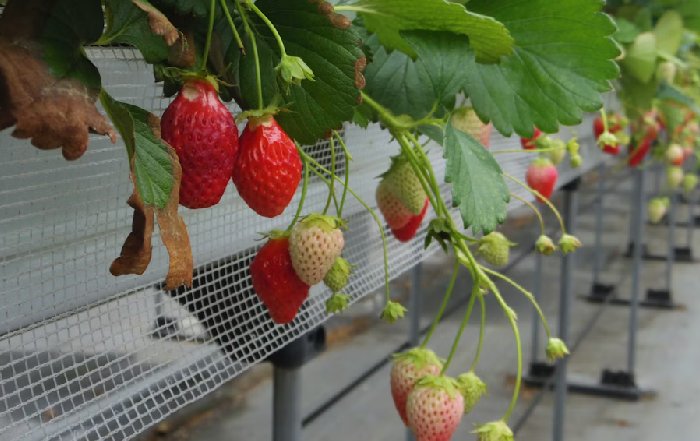 Article Image for Sustainable Agriculture Tech Sees Surge In Funding